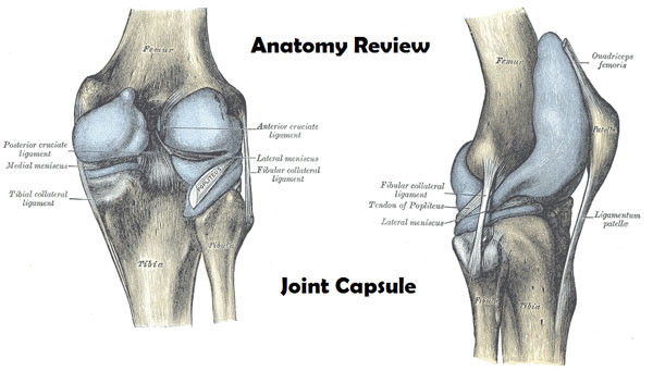 Capsule of Knee Joint