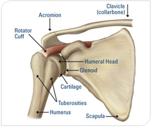 Bones of Shoulder
