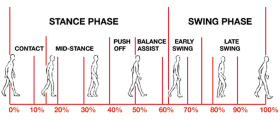 Different Phases of Gait