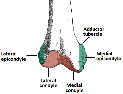 Anatomy of Distal Femur