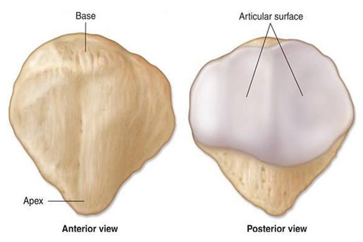 Anterior and Posterior Surfaces of the Patella