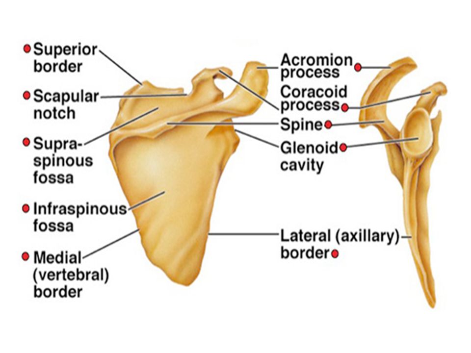 Scapular Anatomy