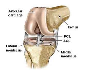 ACL and PCL MENISCUS