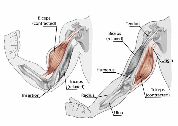 Anatomy of Biceps Tendon