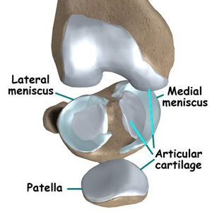 Articular Cartilage and Meniscus
