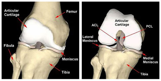 Articular Cartilage of the Knee