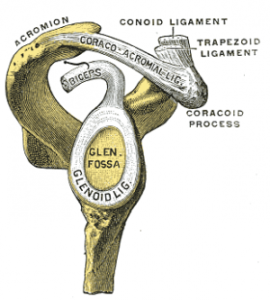 Coracoacromial Ligament