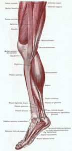 Leg Muscles Anatomy