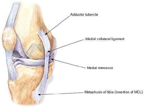 Medial Collateral Ligament 