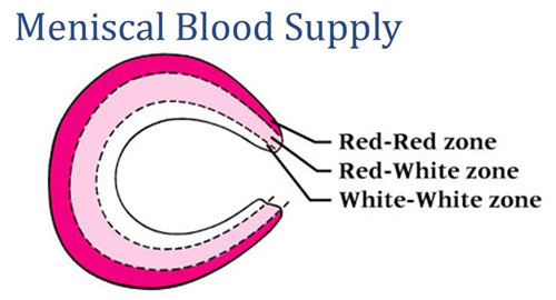 Meniscal Blood Supply