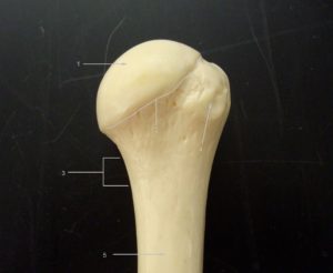 Proximal Humerus