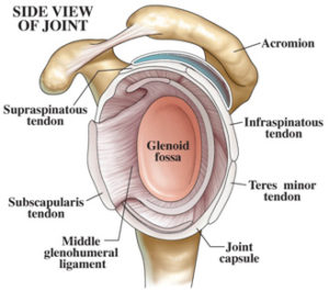 Shoulder Ligaments and Tendons