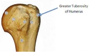 Superior Facet of Greater Tubercle of Humerus